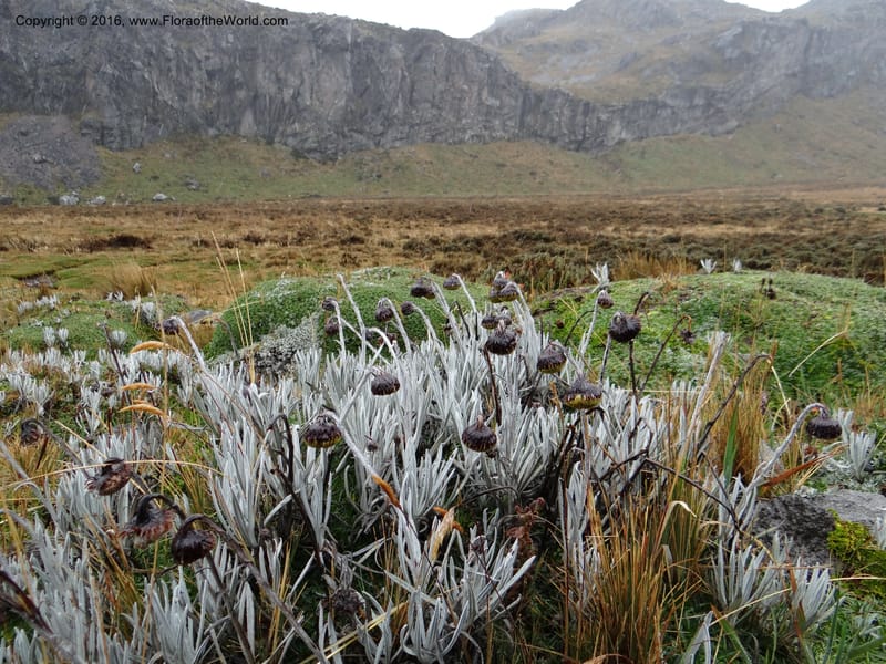 Senecio nivalis, Ulloa, C 2419--Ecuador. Pichincha. Nevado Cayambe. 6 Oct 2012. DSC07236 (21).JPG