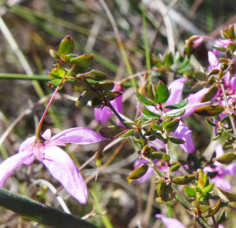 Tetratheca hirsuta subsp. viminea, Davidson, C 13375--Australia. W.A. Koondoola Bushland. 22 Oct 2016. DSC03457 (146).JPG