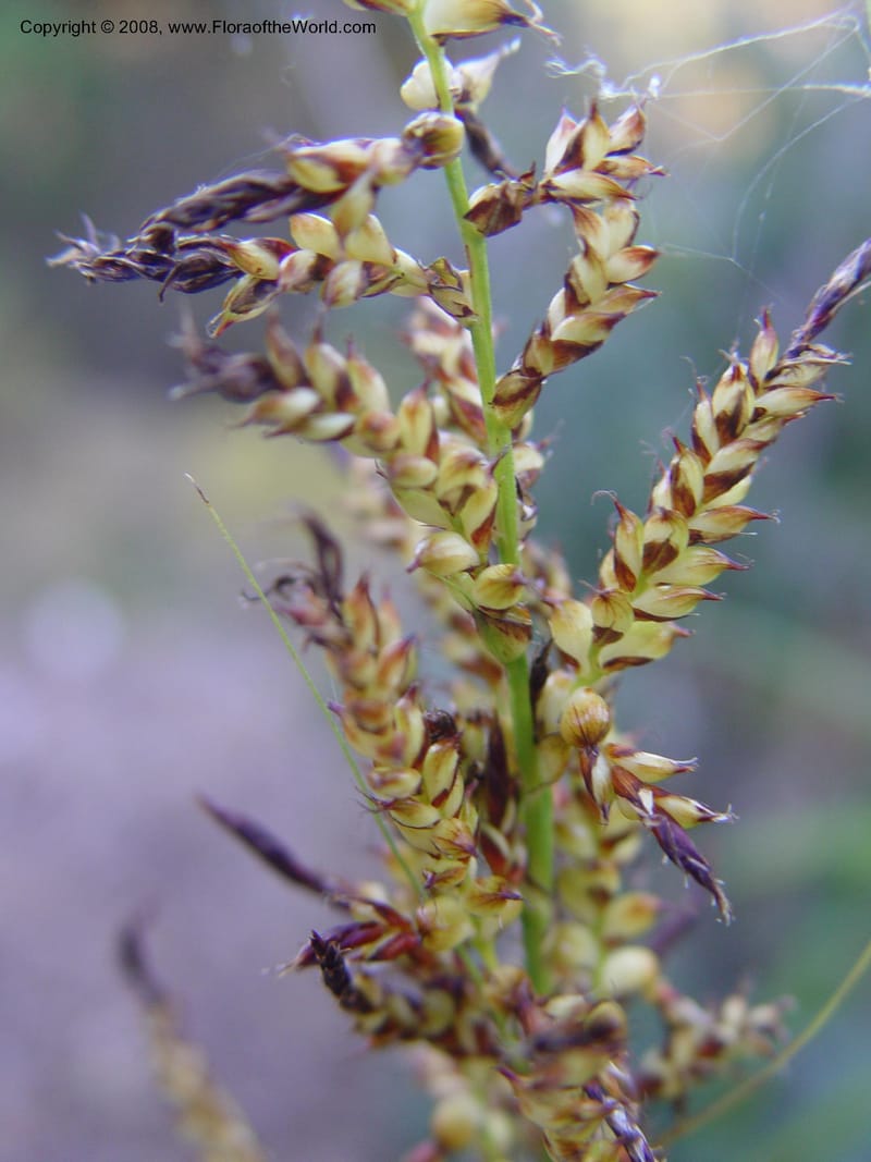 Carex phacota, 2002.0773--CA. UC Berkeley Bot. Gard. 10 Feb 04. 196.jpg