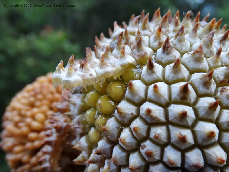 Pandanus borneensis, Callmander, M 1186--Sabah. G. Silam. 1 Oct 2014. DSC00937 (197).JPG