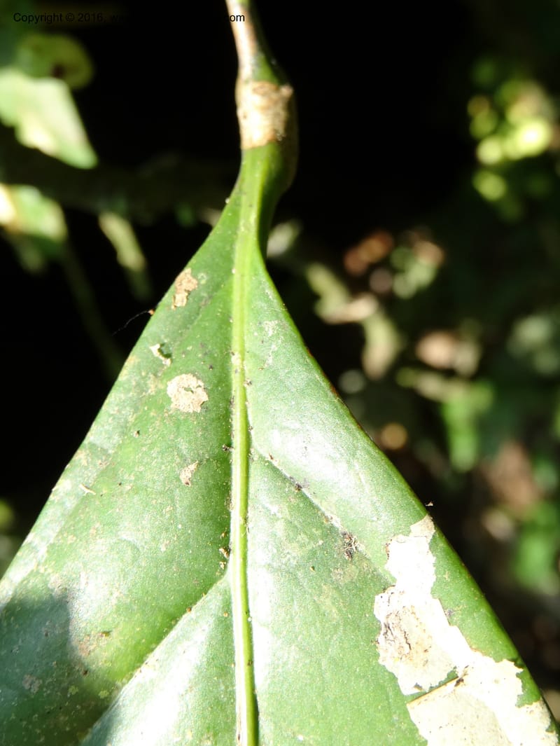 Lepisanthes, Buerki, S 348--Sabah. Danum Valley. 4 Oct 2014. DSC01741 (157).JPG