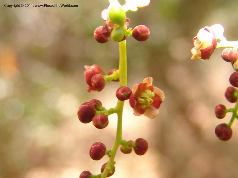 Lepisanthes perrieri, ZRogers1160--Madag. Prov. Antsir. Parc Nat. Ankarana. 10 Nov 06. 139 (10).jpg