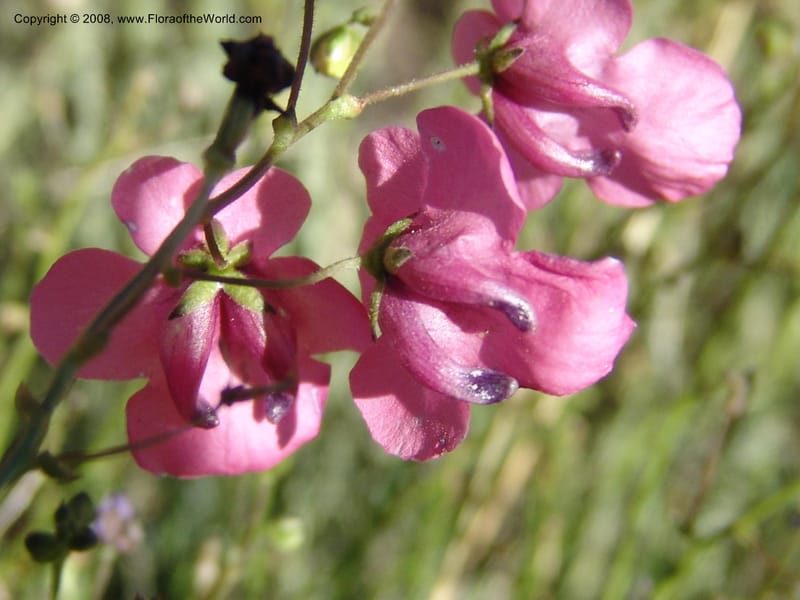 Diascia integerrima--So.Africa. E. Cape. Joubert's Pass, SE of Lady Gray. 9 Mch 05. 152.jpg