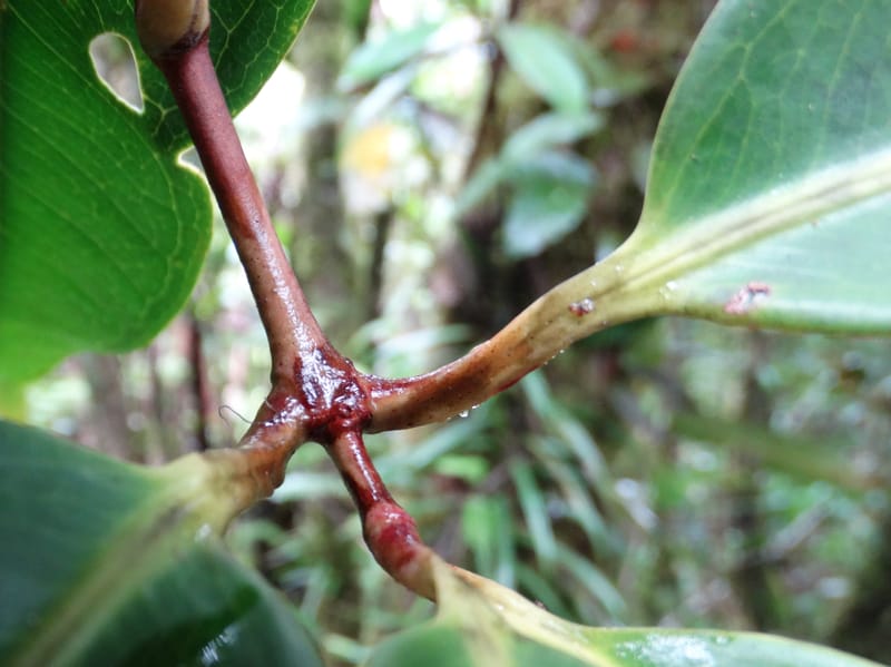 Syzygium, Plunkett, G 3181--Fiji. Waisali Rainf. Reserve. 4 Nov 2015. DSC08848 (31).JPG