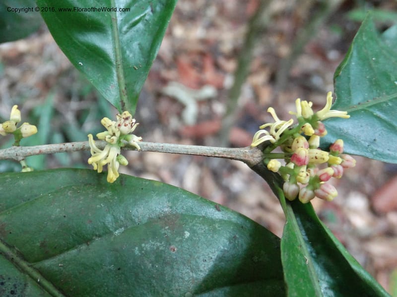 Chionanthus, Davidson, C 12886--Sabah. Sapa Paya For. Res. 23 Mar 2015. DSC00001 (92).JPG