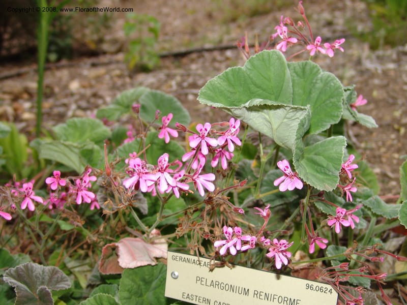Pelargonium reniforme, 96.0624--CA. UC Berkeley Bot. Garden. 8 Dec 06. 046.jpg