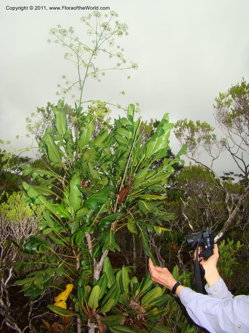 Myodocarpus crassifolius--New Caledonia. Pl des Lacs. Ca. Grand Lac. X fraxinifolius. 21 Jan 2010. 293 (289).jpg