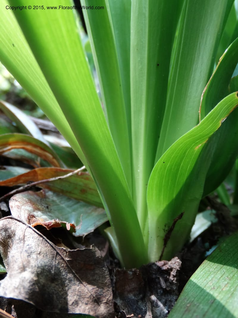 Helonias bullata, Not collected--North Carolina. Trans. Co. W Cradle of For. 11 May 2015. DSC03837 (107).JPG