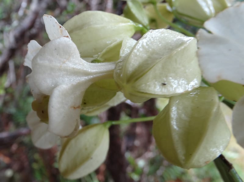 Oxera crassifolia, Munzinger, J 7429--New Caledonia. Mont Humboldt. 14 Nov 2015. DSC02401 (265).JPG