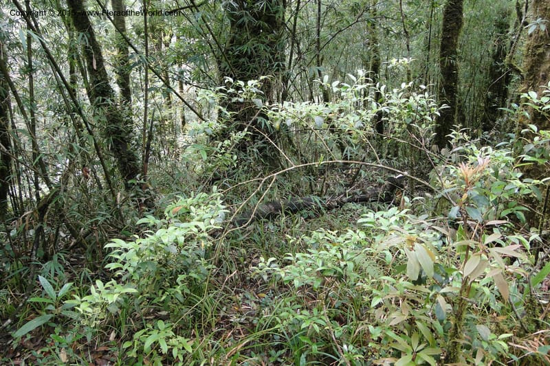 Heterosmilax, Regalado 1777--Viet Nam. O-Quy-Ho Commune. 6 May 2011. 038 (1).jpg