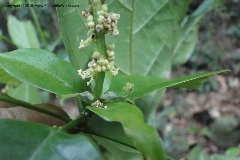 Cleidion, Regalado 1838--Viet Nam. Bach Maa. 9 May 2011. 058 (11).jpg