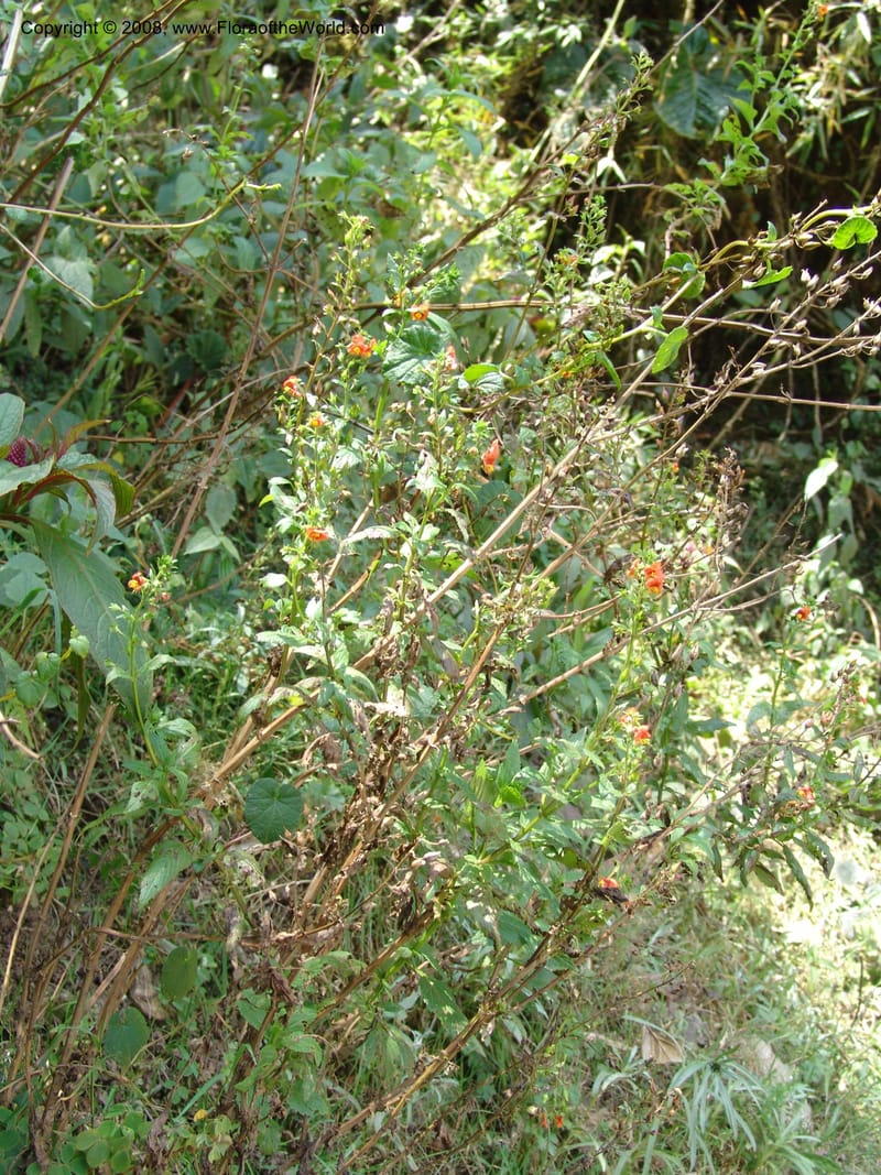 Alonsoa, Croat93224--Ecuador. Prov. Pichincha. Old hwy Quito to Sto. Domingo. 12 Aug 04. 094.jpg