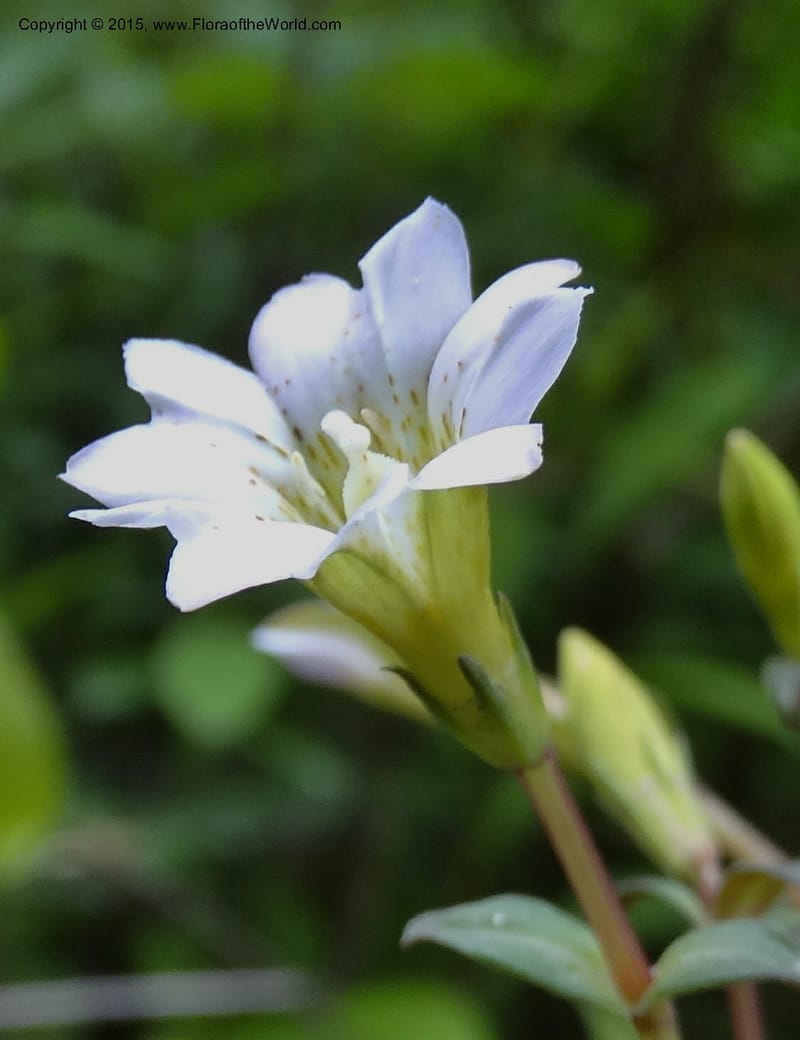 Gentiana, Boufford, D 43705--China. Sichuan. LongDongZhen on Rd. to LeiYuan Shan. 13 May 2014. DSC05860 (69).JPG