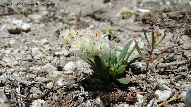 Calyptridium umbellatum, C. Davidson 11754--ID. Valley Co. Road to Gold Fork Looklout. 16 July 2010. 042.jpg