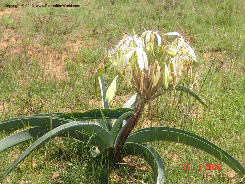 Crinum sp. unk., Not collected-Madagascar 004 (1).jpg