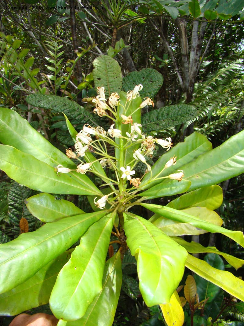 Pittosporum, CGemmill x--New Caledonia. Monts Dzumac. 20 Nov 07. 067.jpg