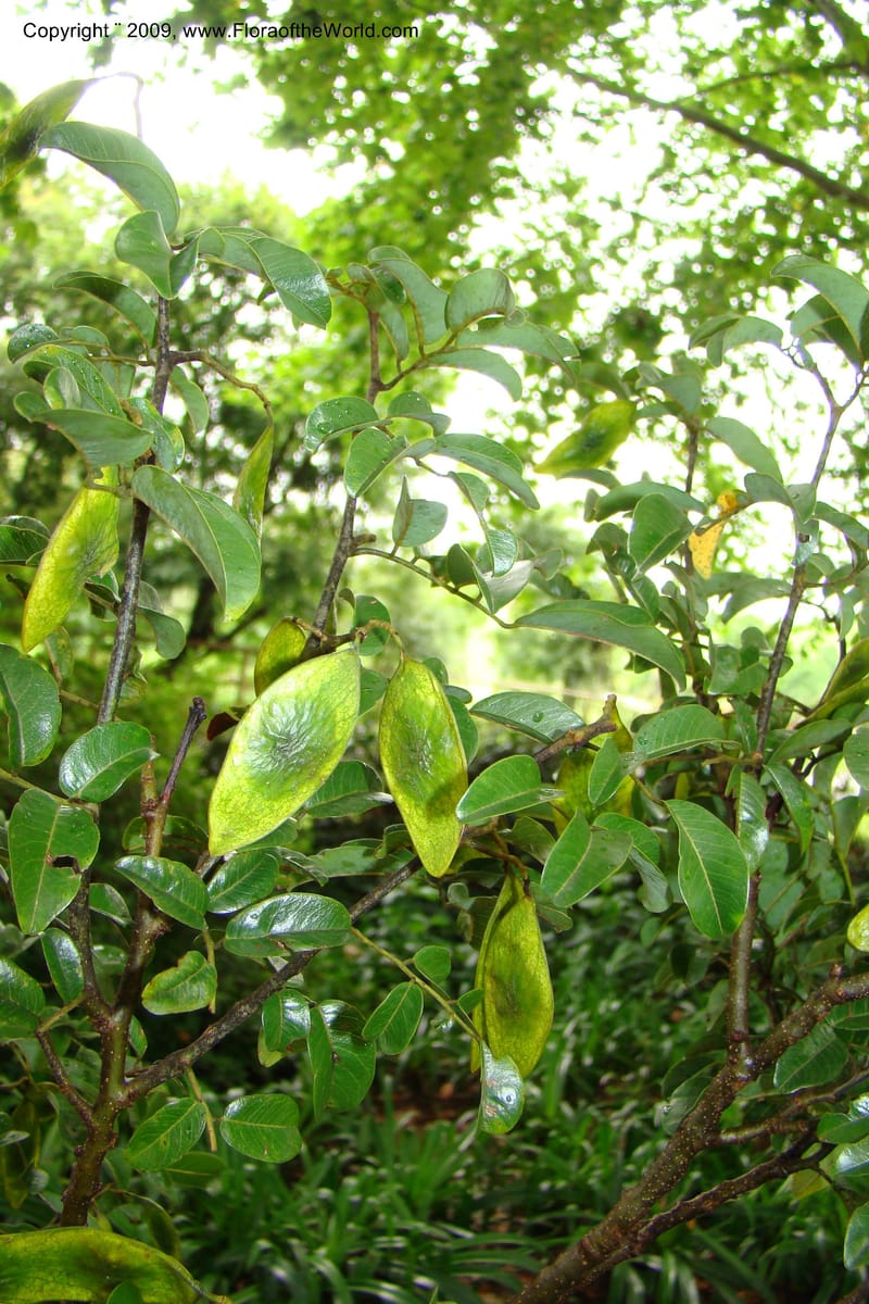 Dalbergia, Z. Rogers 1359--South Africa. KwaZulu-Natal. 29 Jan 09. 029.jpg