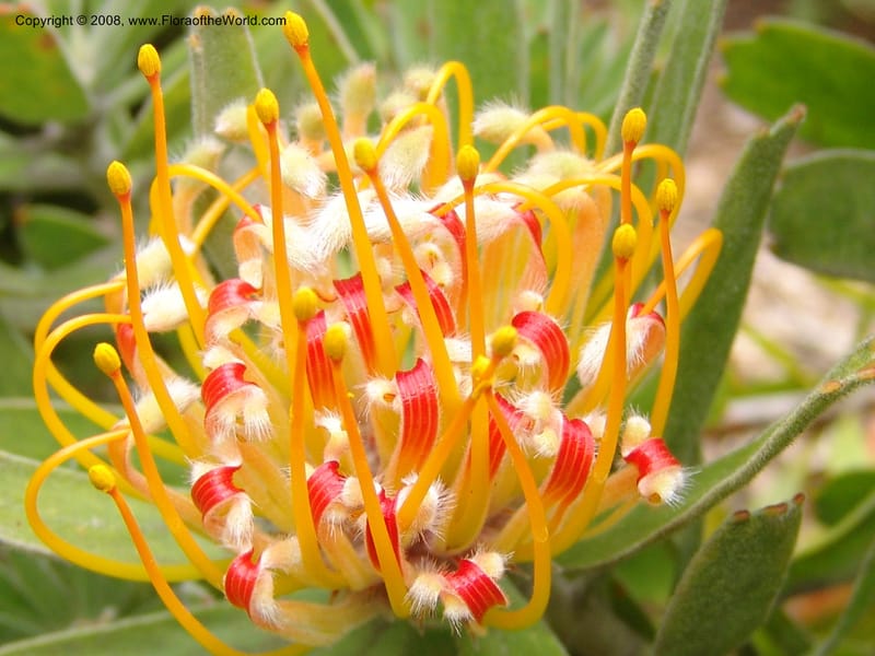 Leucospermum erubescens, 1993.0296--CA. San Francisco Arbor. 3 Jul 07. 173.jpg