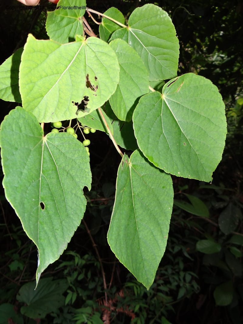 Idesia polycarpa, Yi Yu SQS2012007--China. Anhui Prov. San Qing Shan. 3 Jun 2012. DSC01600 (42).JPG
