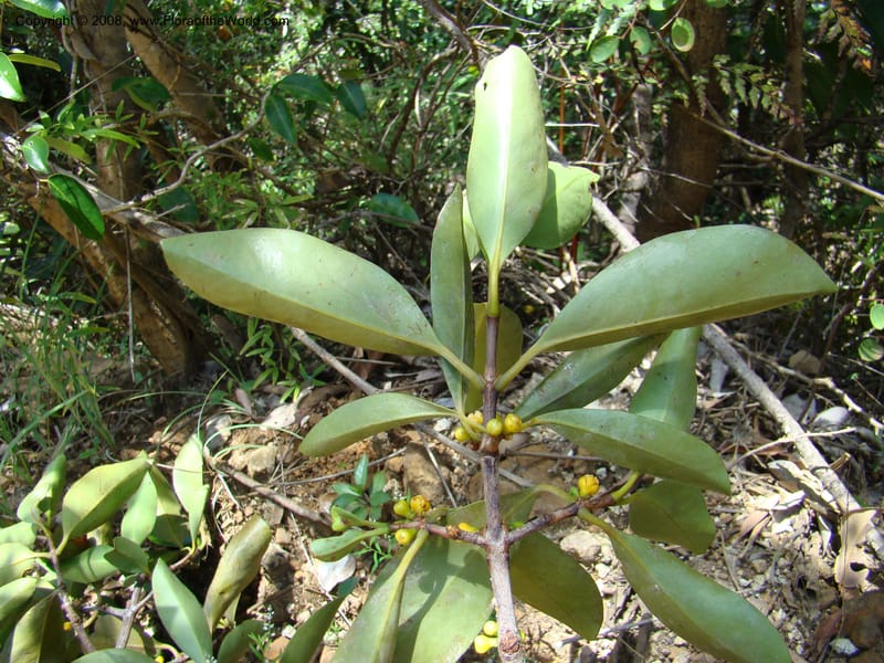 Garcinia neglecta, JMunzinger4669--N.Caled. Dumbea Dam in Dumbea Riv, S of Noumea. 11 Nov 07. 257.jpg