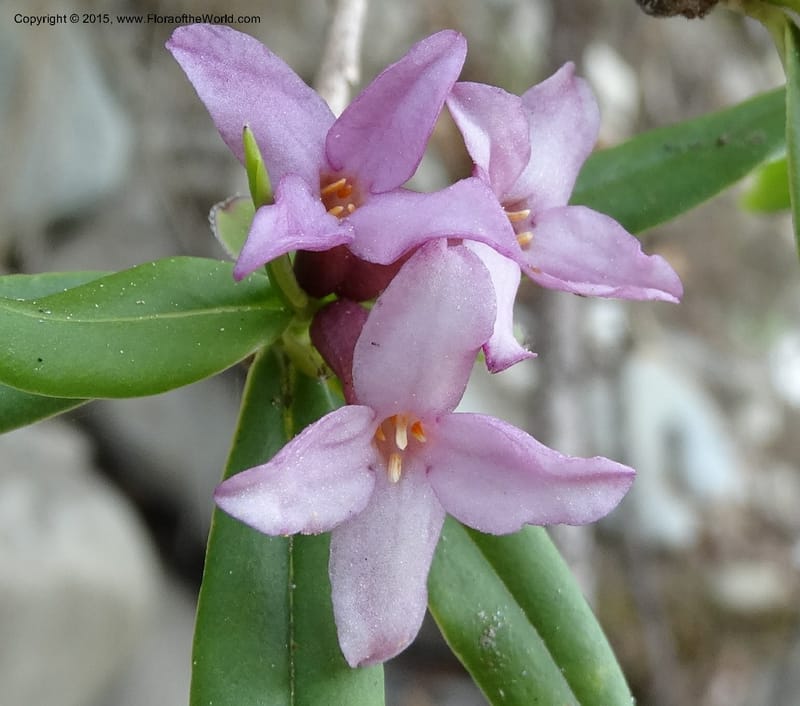 Daphne, Boufford, D 43616--China. Sichuan. ShaShiDuo. 8 May 2014. DSC04232 (24).JPG