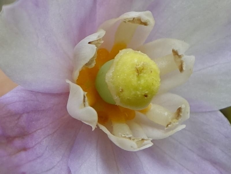 Ranzania japonica--Japan. Myoko Kenmin-no-mori. Hiuchiyama Trial. 27 May 2016.  (153).JPG