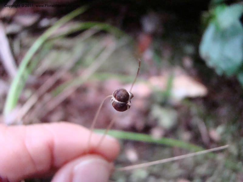 Campynemanthe, Munzinger, J 4843--New Caledonia, Dogny, 19 Nov 2007,  063 (12).jpg