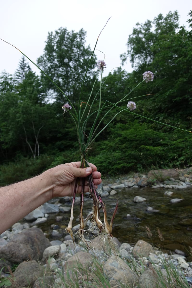 Allium schoenoprasum--Japan. Hokkaido. Teshio Exptl. For. 3 Aug 2016. DSC00757 (78).JPG