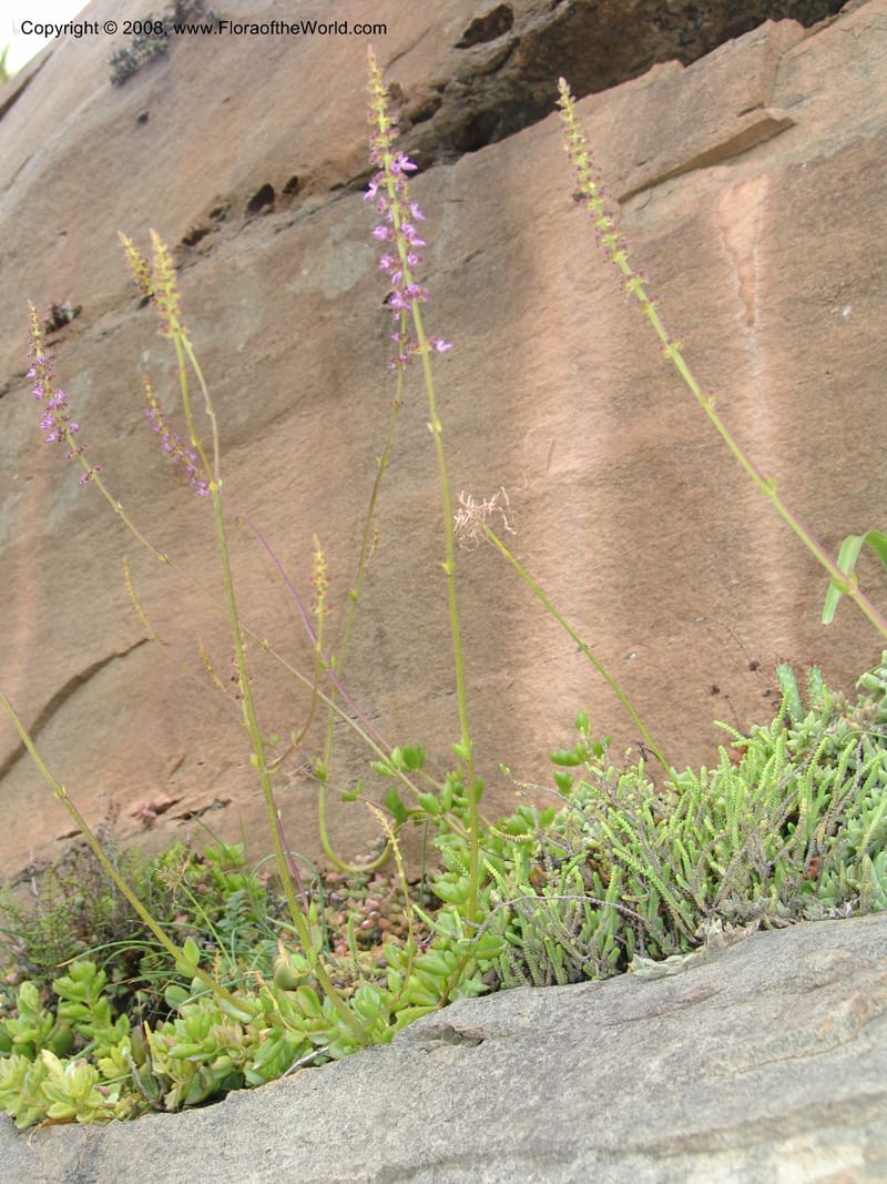 Plectranthus spicatus--So.Africa. E. Cape. Waringham Farm, Quanti Area, Stut. 8 Mch 05. 532.jpg