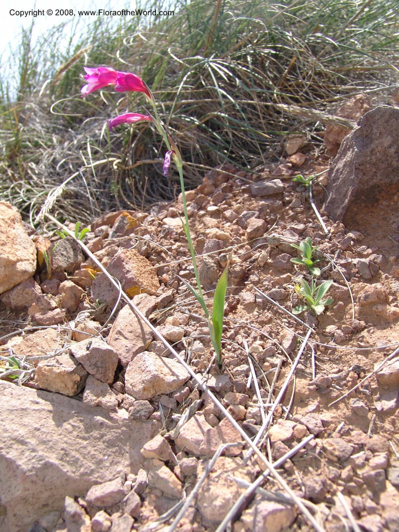 Gladiolus illyricus--Spain. Prov. Almeria. Cabo de Gata. Hill near new lighthouse. 23 Apr 05. 019.jpg