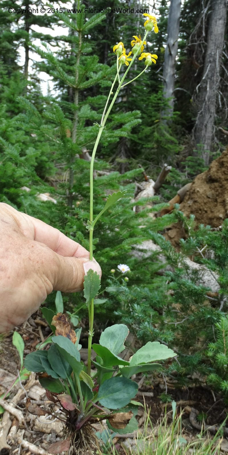 Senecio cymbalarioides, Davidson, C 12633--ID. Idaho Co. Seven Devils Campground. 11 Aug 2014. DSC00412 (104).JPG