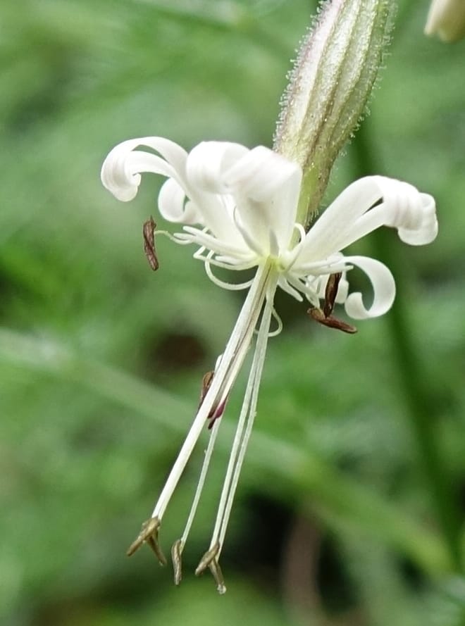 Silene nutans subsp. nutans,  Davidson, C 13266--Switzerland. Oberwald. Chapel St. Nikolas. 2 Jul 2016. DSC07728 (773).JPG