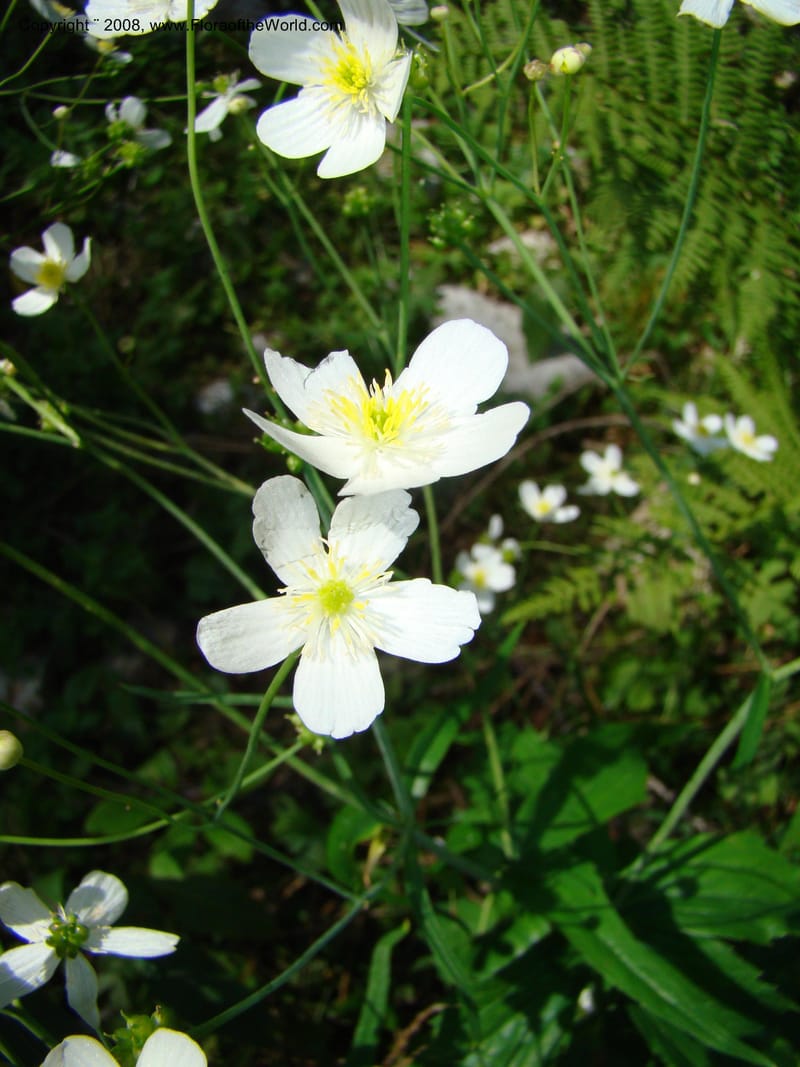 Ranunculus aconitifolius, CDavidson11256--Slovenia. Gorenska Reg. Velika Planina. 6 Jul 08. 176.jpg