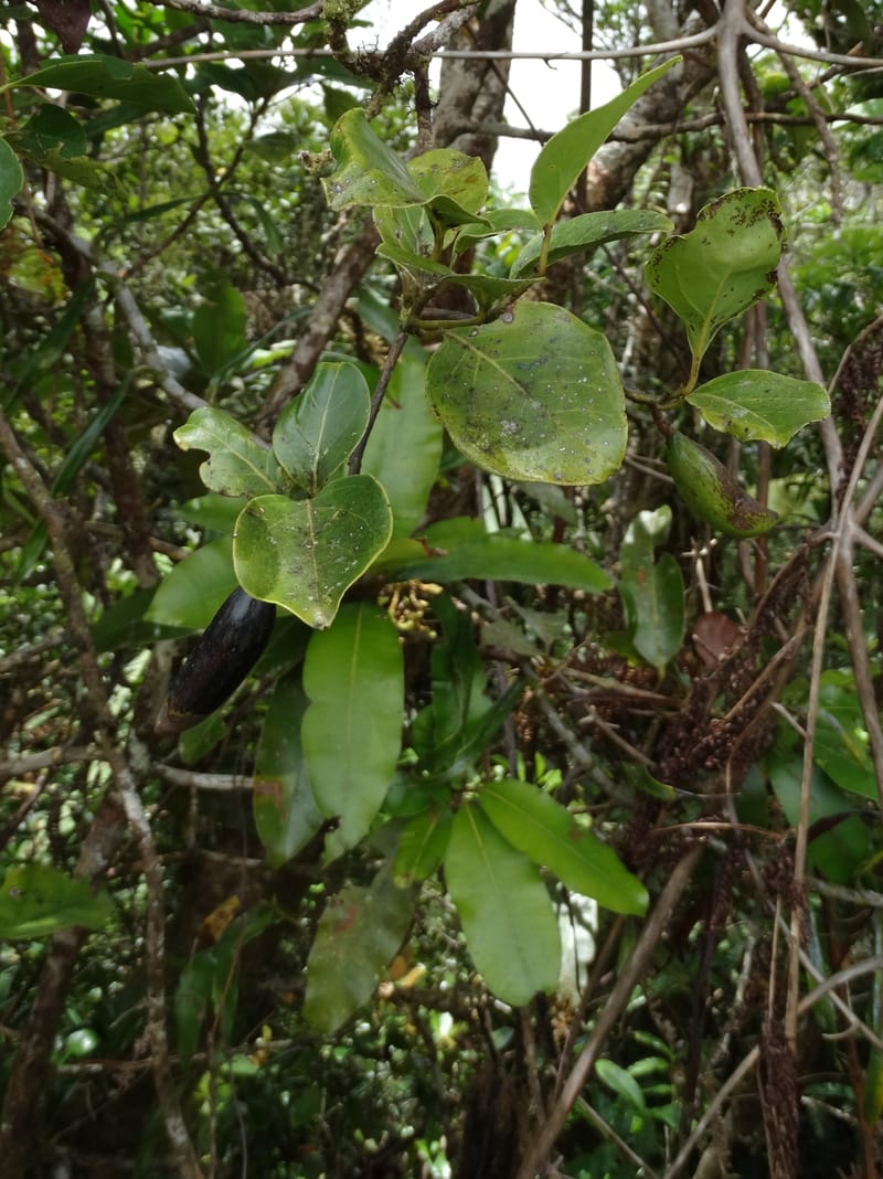 Endiandra monticola, Munzinger, J 7345--Fiji. Delaikoro Mtn. 3 Nov 2015. DSC08393 (246).JPG
