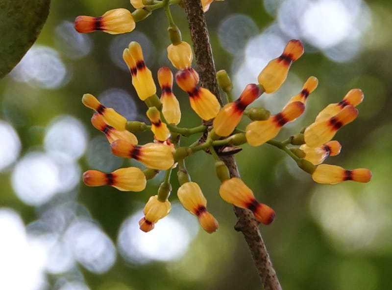 Macrosolen cochinchinensis, D. Boufford 44099--China. Yunnan. Lao jun Shan. 30 Apr 2018. DSC00424 (639).JPG
