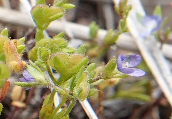 Veronica arvensis, C. Davidson 13751--Oregon. Wallowa Co. Zumwalt.Trail Cr. Rd. 4 Jun 2018. DSC04078 (25).JPG
