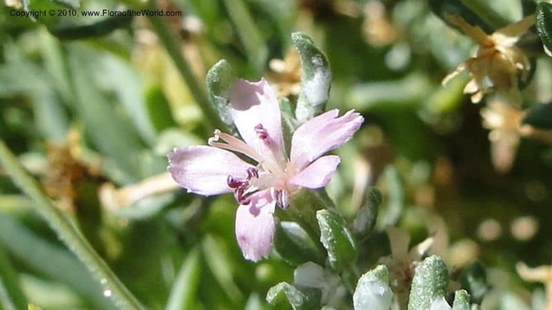 Frankenia salina, C. Davidson 11807--CA. Alameda Co. East Bay. 2 Sept 2010. 320 (50).jpg
