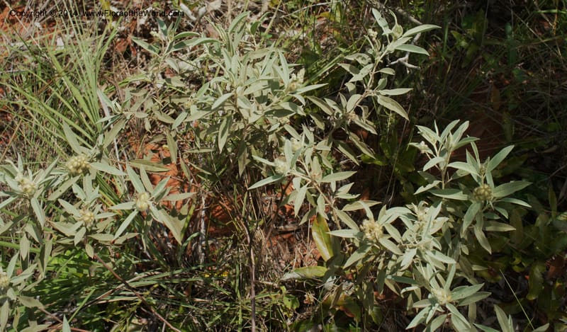 Croton, Stevens,  W. D 31106, Cerro Cora, 16 Mar 2011 4250 (2).JPG
