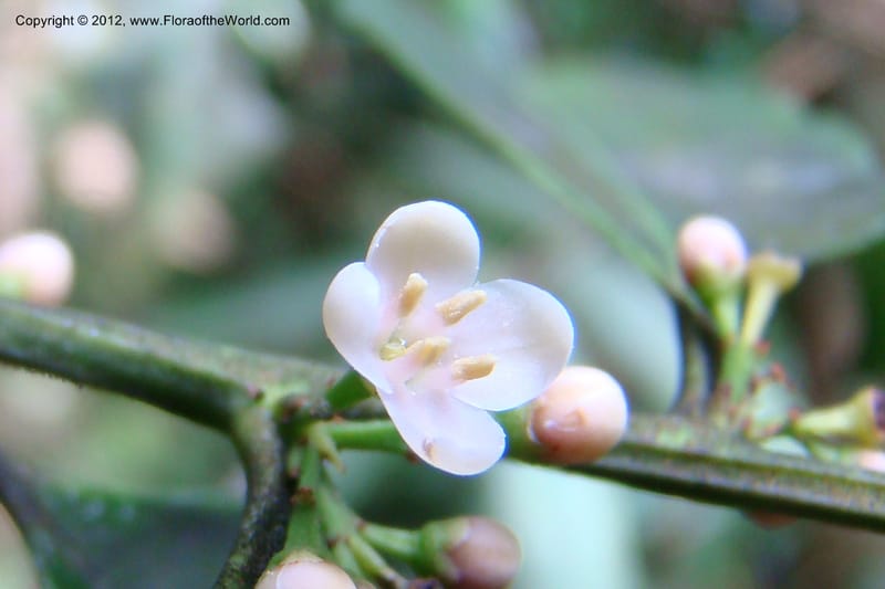 Ilex, Regalado 1765--Viet Nam. Thua Thien Hue Prov. Phu Loc Distr. Bach Ma. 13Apr 09. 632.jpg