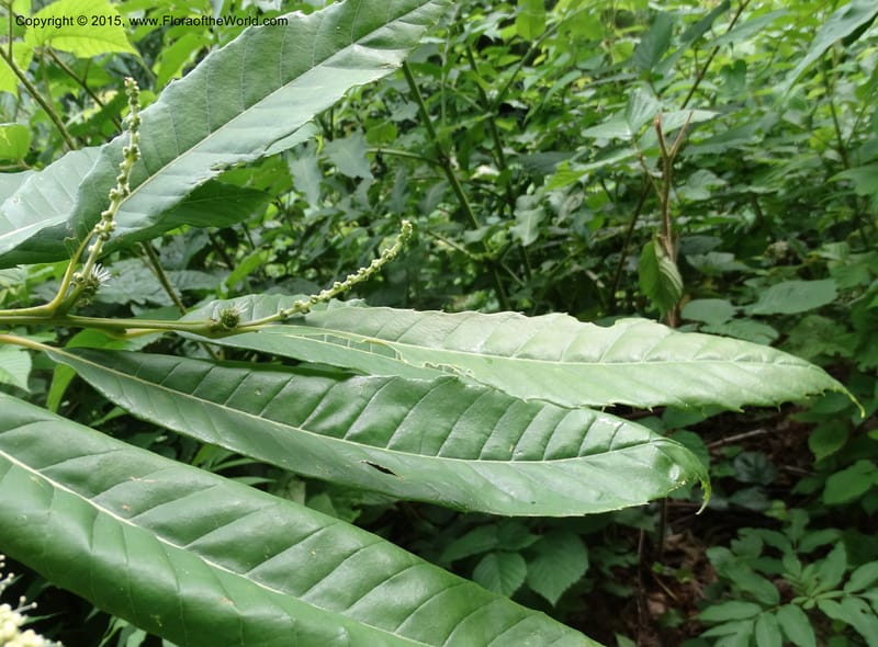 Foliage and developing inflorescences on a leafy shoot