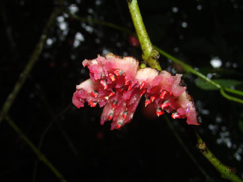 Siparuna subinodora, AAraujoM1193--Bolivia. Pq. Nac. Madidi. Rio Tuichi, Rudidi Cr. 28 Nov 04. 269.jpg