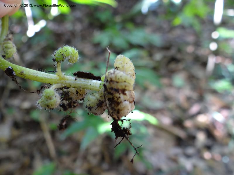 Pedicularis, VC 5501--Thailand. Chiang Mai. Doi Inthanon Nat. Park. 8 Nov 2012. DSC07747 (49).JPG