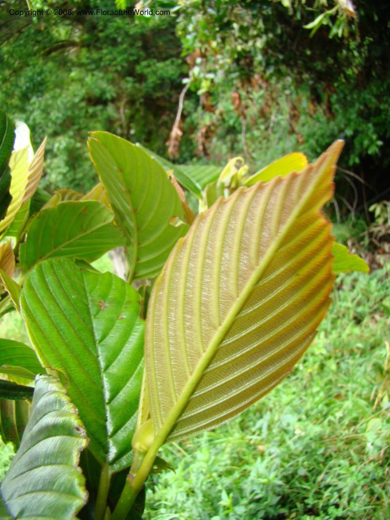 Ticodendron incognitum, BHammel--Costa Rica. Hered. Volcan Barva. 9 Apr 08. 039.jpg