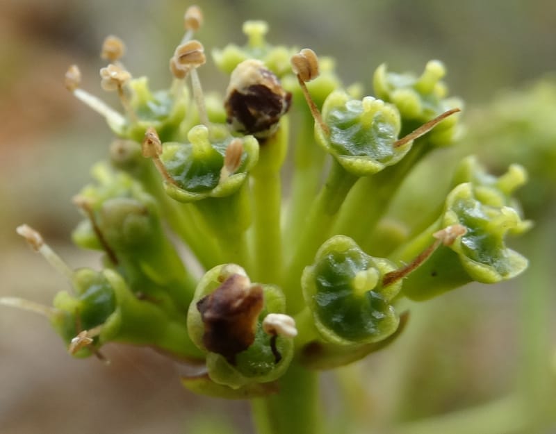 Myodocarpus involucratus, Lowry, P 7375--New Caledonia. Mont Dzumac. 12 Nov 2015. DSC01563 (541).JPG