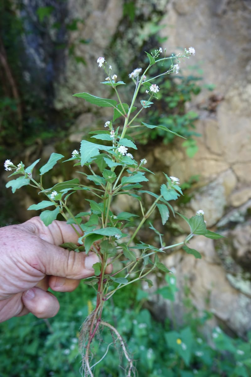 Circaea alpina subsp. imaicola, C. Davidson 13756--China. Sichuan. Yibailingba-gou. 12 Aug 2017. DSC04660 (621).JPG
