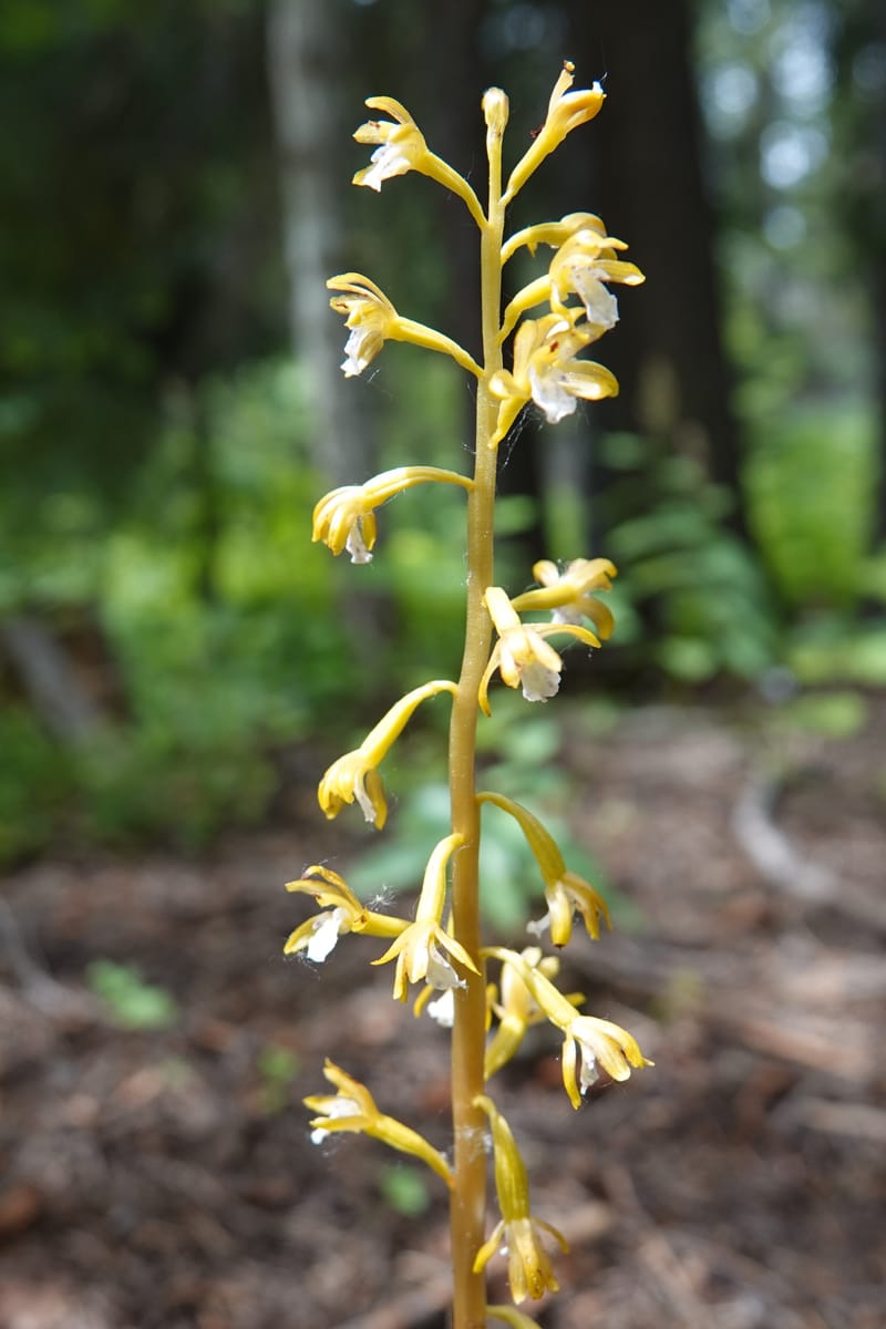 Corallorhiza maculata var. occidentalis, Davidson 13797--ID. Valley Co. Sylvan Beach. 25 Jun 2018. DSC05593 (16).JPG