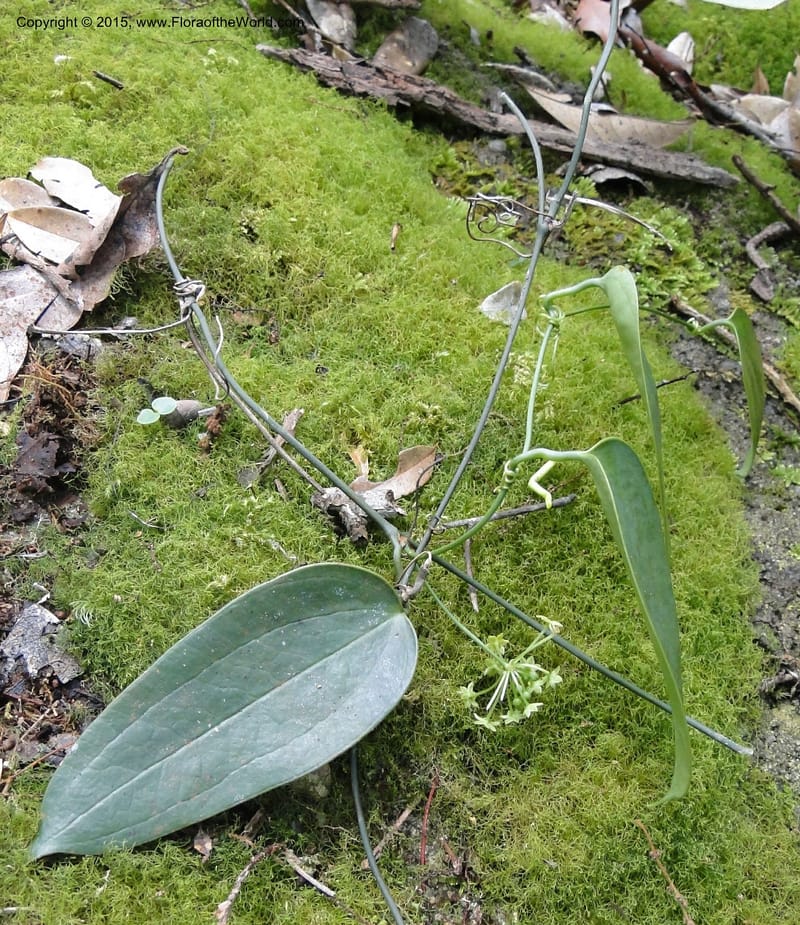 Smilax, Regalado 1897--Viet Nam. Hon Ba Nature Res. 12 May 2011. 223 (3).jpg