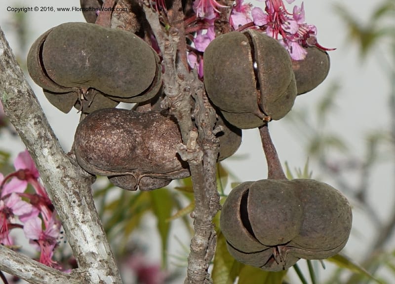 Ungnadia speciosa, Davidson, C 13072--Texas. Galveston. 18 Mar 2016. DSC00038 (72).JPG