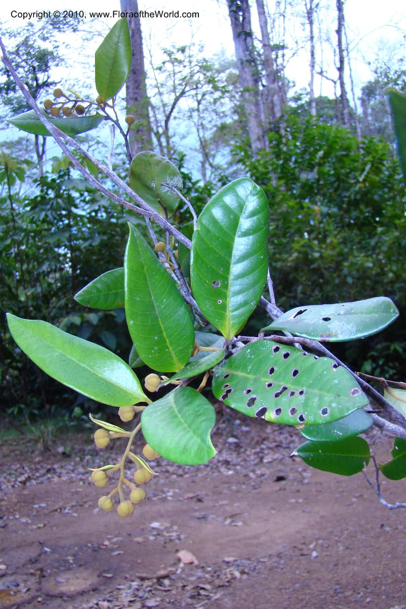 Caraipa parvifolia, Mori 27365--French Guiana. RN 2, E of Regina and E of bridge. 3 Nov 09. 002.jpg