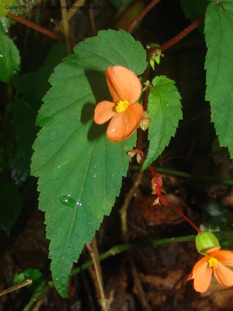 Begonia sutherlandii--So.Africa. Mpumal. Moodie Mts.  18 Mch 05. 415.jpg